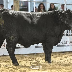 Foto de BORTOLOZZO FIV176 DESGARRADO 476 MAGNUM