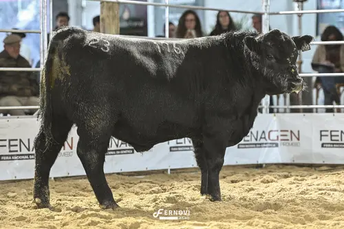 Foto de BORTOLOZZO FIV176 DESGARRADO 476 MAGNUM