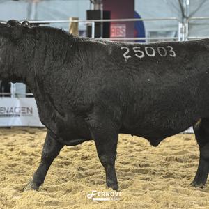 Foto de SOLDERA TE25003 TE21037 CHARLO