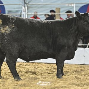 Foto de TELLECHEA FIV4365 EMPEROR BLACK