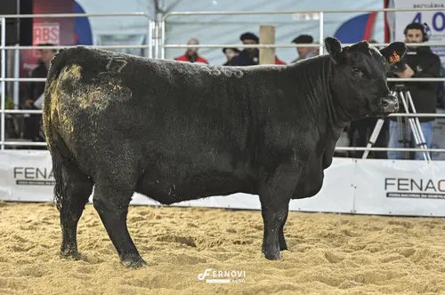 Foto de TELLECHEA FIV4365 EMPEROR BLACK