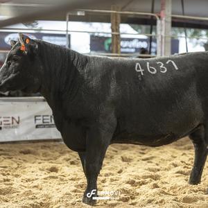 Foto de TELLECHEA 4637 BLACK ROSE