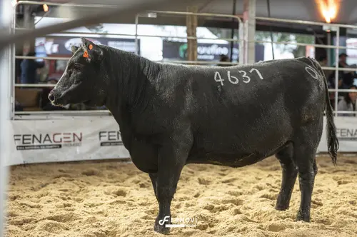 Foto de TELLECHEA 4637 BLACK ROSE