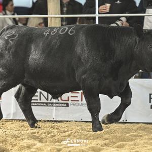 Foto de TELLECHEA 4806 BRAKTHROUGH