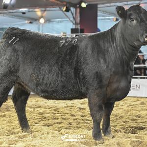 Foto de RECALADA 774 PATRIARCH TE80