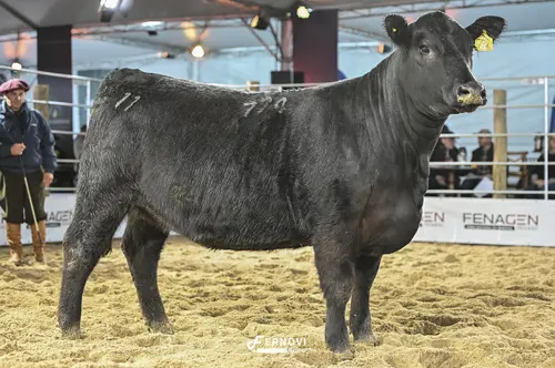 Foto de RECALADA 774 PATRIARCH TE80