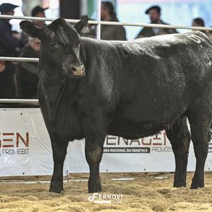 Foto de BORTOLOZZO IA78 DINASTIA HERANÇA36 ARCHI