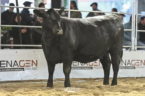 Foto de BORTOLOZZO IA78 DINASTIA HERANÇA36 ARCHI