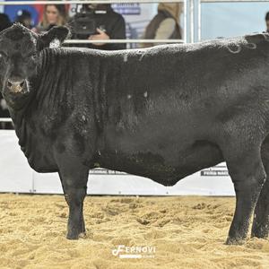 Foto de BORTOLOZZO IA79 DOLCEVITA NOIVA63 INSIGH