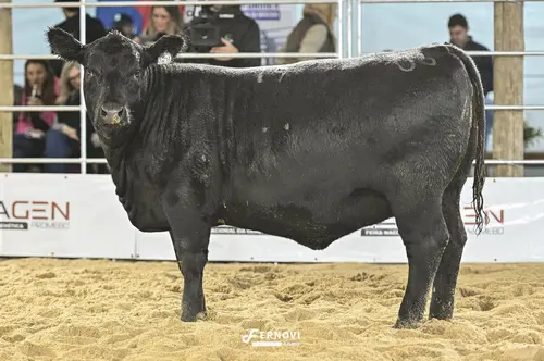 Foto de BORTOLOZZO IA79 DOLCEVITA NOIVA63 INSIGH