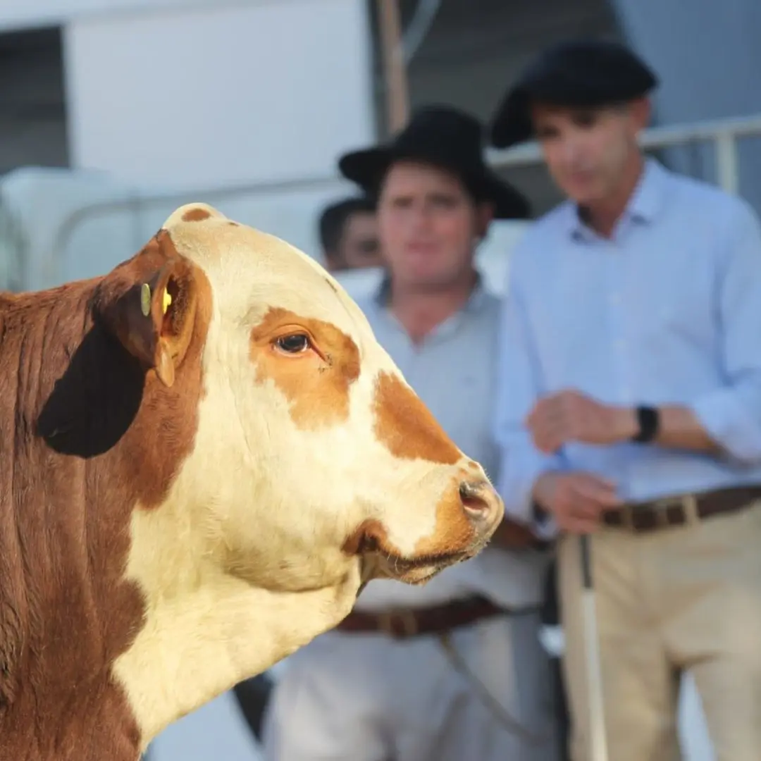 Cabanhas gaúchas e catarinenses se alternam em julgamento das raças Hereford e Braford